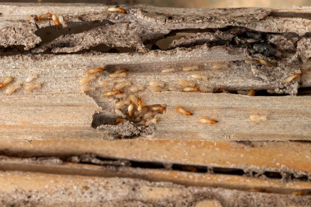 Best Rodent Control Near Me  in Poquoson, VA